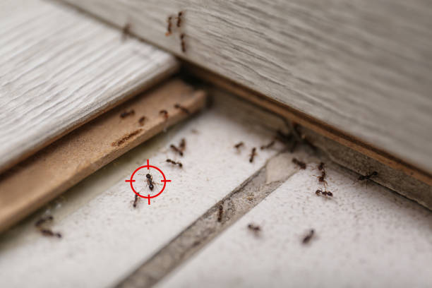Best Best Pest Control Companies  in Grapevine, TX