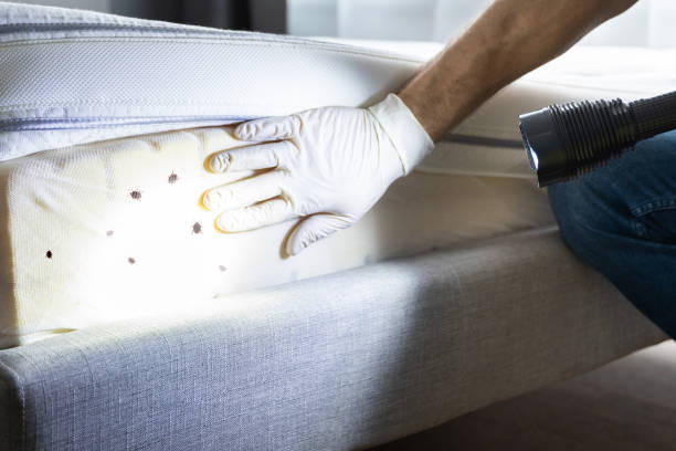 Best Bed Bug Extermination  in Grapevine, TX