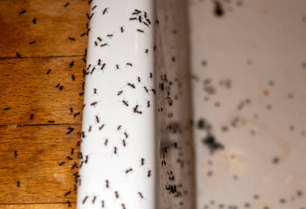 Bird Control in Grapevine, TX