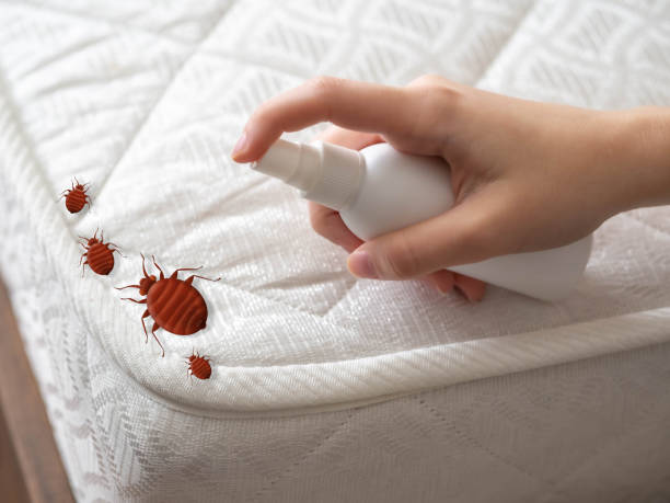 Reliable Grapevine, TX Pest Control Solutions