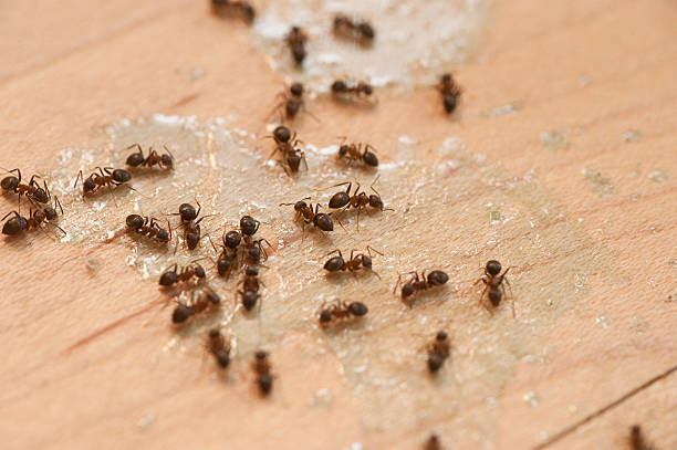 Insect Control in Grapevine, TX