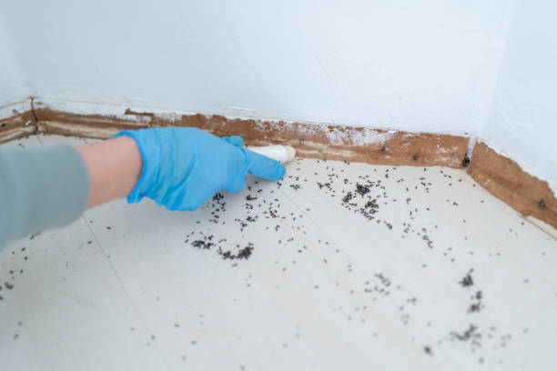 Best Termite Control Services  in Grapevine, TX